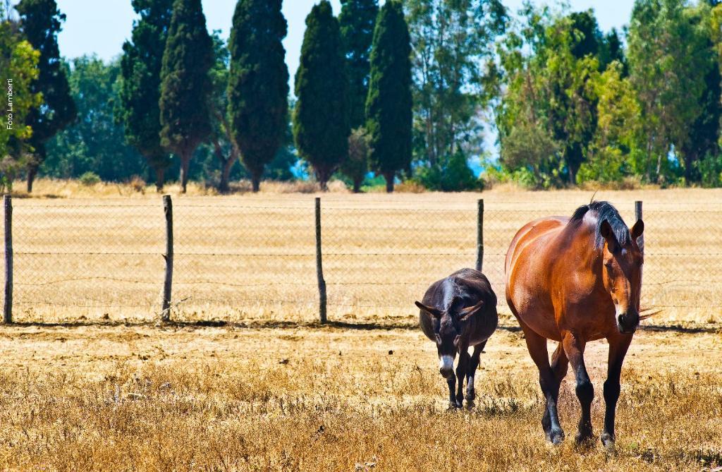 Podere Del Gesso Tarquinia Luaran gambar